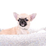 Milan West Teacup SC Blue Fawn Boy
