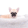 Milan West Teacup SC Blue Fawn Boy
