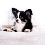 Pretty Lilo Teacup and loving boy.