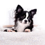 Pretty Lilo Teacup and loving boy.