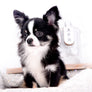 Pretty Lilo Teacup and loving boy.