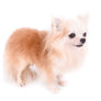GCH Tony