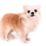 GCH Tony
