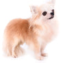 GCH Tony