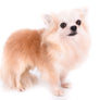 GCH Tony