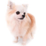 GCH Tony