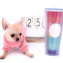 Akita Extreme Short Muzzle Girl