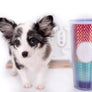 Marley Blue Merle LC Boy