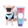 Milan West Teacup SC Blue Fawn Boy