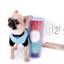 Milan West Teacup SC Blue Fawn Boy