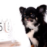 Birkin Doll Extreme Short Muzzle Boy
