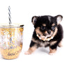 Melanie Micro Teacup Tricolor Girl