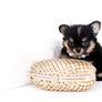 Melanie Micro Teacup Tricolor Girl
