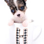 Marlon Micro Blue Merle Boy