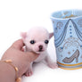 Vuitton Teacup SC Boy