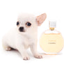 Midas White SC Boy
