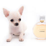 Valentino White Micro SC Boy