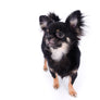 Boo Extreme Doll Face short Muzzle