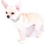 Liam Marcus Teacup Short Muzzle SC Boy