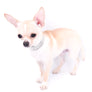 Liam Marcus Teacup Short Muzzle SC Boy