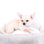 Liam Marcus Teacup Short Muzzle SC Boy