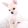 Liam Marcus Teacup Short Muzzle SC Boy