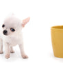 Vuitton Teacup SC Boy