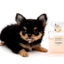 Celeste Tricolor LC Girl