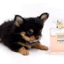 Celeste Tricolor LC Girl