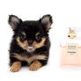 Celeste Tricolor LC Girl