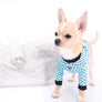 Liam Marcus Teacup Short Muzzle SC Boy