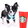 Pretty Lilo Teacup and loving boy.