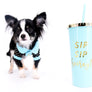 Pretty Lilo Teacup and loving boy.