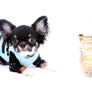 Birkin Doll Extreme Short Muzzle Boy