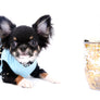 Birkin Doll Extreme Short Muzzle Boy