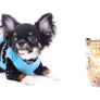 Birkin Doll Extreme Short Muzzle Boy
