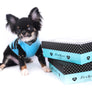 Birkin Doll Extreme Short Muzzle Boy