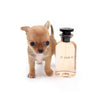 Milay Teacup Red Sable
