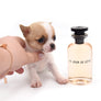 Sakura White Sable Boy
