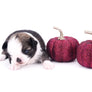 Starbucks SC white sable Micro Boy