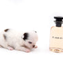 Suri LC white Chocolate Girl