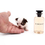 Lilly Nelly Extreme Short Muzzle White Chocolate Girl