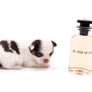 Lilly Nelly Extreme Short Muzzle White Chocolate Girl