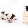 Lilly Nelly Extreme Short Muzzle White Chocolate Girl