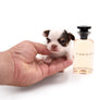 Lilly Nelly Extreme Short Muzzle White Chocolate Girl