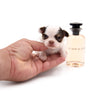 Lilly Nelly Extreme Short Muzzle White Chocolate Girl