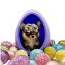 Chanel Micro Blue Merle Girl