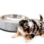 Alma Micro Blue Merle Boy