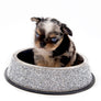 Alma Micro Blue Merle Boy