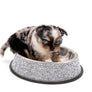 Alma Micro Blue Merle Boy